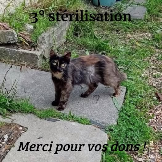12 juin 2024 : suite de la campagne de stérilisation des chats errants.