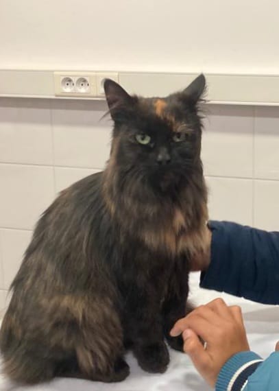 Février 2024 : campagne citoyenne de stérilisation des chats errants   du village.