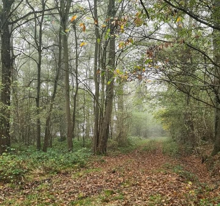 Janvier 2023 : des promenades ouvertes au public dans les 3 forêts de la Commune (forêt de grains, forêt de Ferrières et forêt Rothschild)