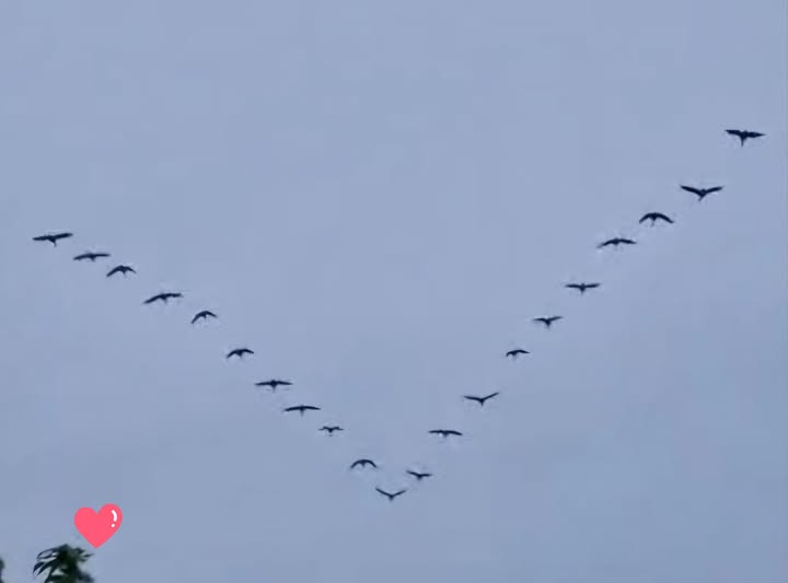 Bernaches à Villeneuve-Saint-Denis. Un beau spectacle !