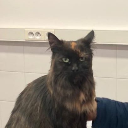 14 février 2024, stérilisation des chats errants : succès de la première cagnotte solidaire 🙂