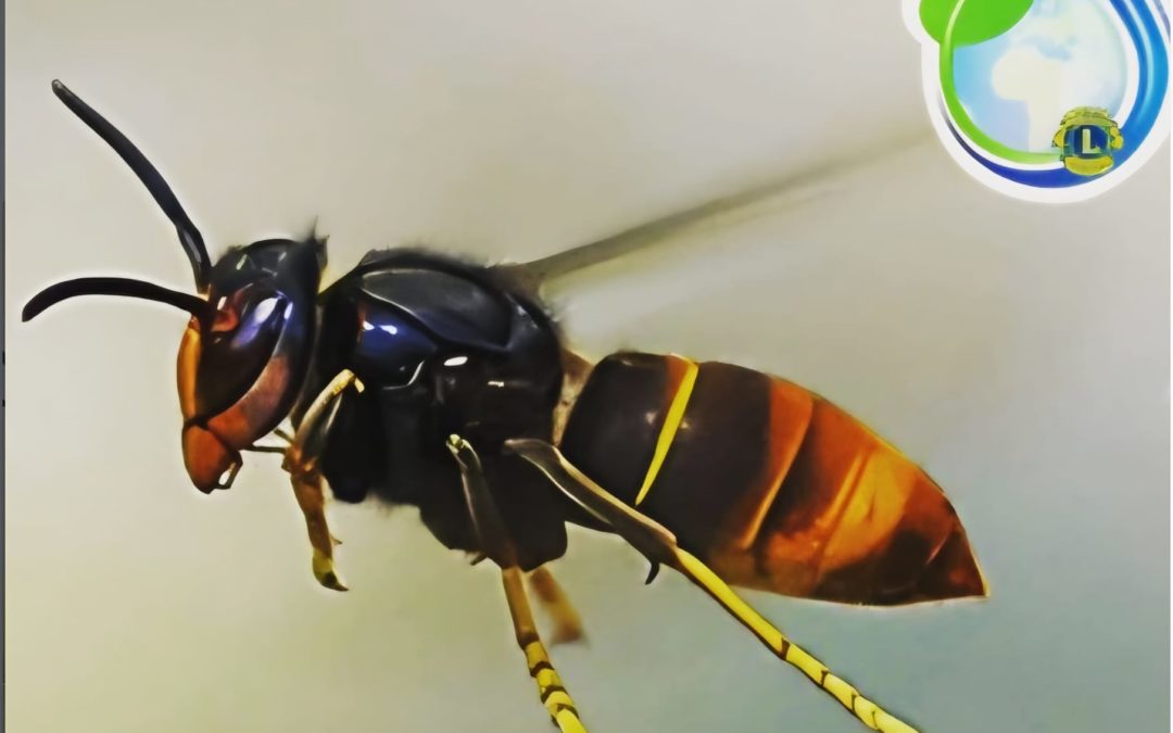 Le 24 novembre prochain, visio conférence de l&rsquo;association 𝐷𝑒́𝑓𝑖 𝑝𝑜𝑢𝑟 𝑙&rsquo;𝑒𝑛𝑣𝑖𝑟𝑜𝑛𝑛𝑒𝑚𝑒𝑛𝑡 : le frelon asiatique.