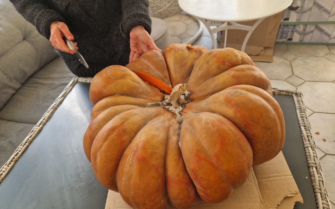 9 janvier 2026 : courge musquée, c&rsquo;est l&rsquo;heure de la découpe (ça rime avec soupe 😋) . Merci au sympathique voisin qui a partagé sa récolte avec nous 🙏